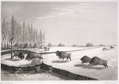 A Buffalo Pound, from 